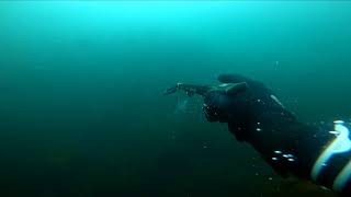 Spearfishing Bass UK [upl. by Adnolaj]