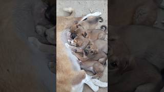 Mother feeding milk puppies [upl. by Jeanelle685]