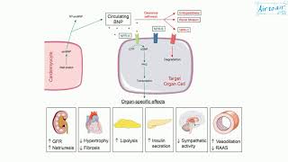 brain natriuretic peptide [upl. by Sayer]