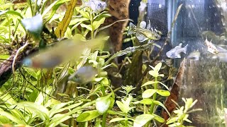 Enjoy the cinematic video of Gertrudae or Blue eye rainbow fish [upl. by Alper]