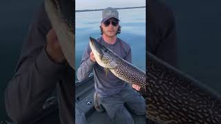 HOW TO Hold Northern Pike shorts [upl. by Peltz]