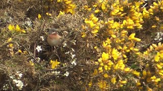 Eastern Subalpine Warbler Treeve Moor Lands End [upl. by Allix]