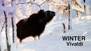 Die 4 Jahreszeiten 🎻VIVALDI Winter Largo🎻NATURE amp CLASSICS 🎻Best of Klassik die man hören muss [upl. by Leuqer568]