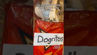 I’ll never take treats from my dog again 🤣 dogdad dog dogparent dogs dogfunny dogcomedy [upl. by Urbai]