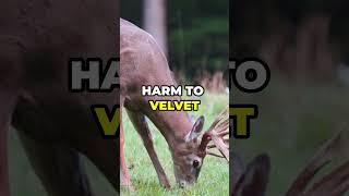 Is Baiting or Feeding Deer Wrong whitetailhabitat baitingdeer feedingdeer bowhunting [upl. by Tamaru]