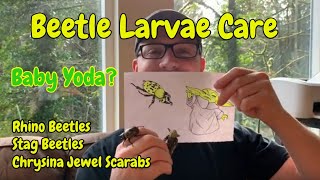 Rhino Beetle Larva Care Sheet beetlelarvacare rhinobeetlelarvae [upl. by Olsen13]