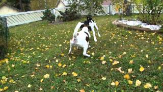 two smooth fox terrier playing [upl. by Eiltan]