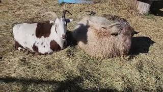 Ancient Guardians Farm Tibetan Mastiff Bella and aboriginal Tibetan Mastiff Jalus [upl. by Capps766]