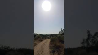 Camel is walking on desert road [upl. by Eyllib]