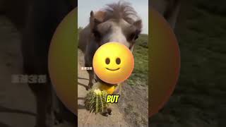 Camel Eats Cactus but Hates Lemon—Hilarious Reaction [upl. by Anoniw]