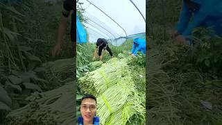 Harvesting cowpeas sonlv [upl. by Lindly]