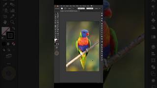 Low Poly Art Rainbow lorikeet in Illustrator  shorts graphicdesign lowpolyart rainbowlorikeet [upl. by Allis422]