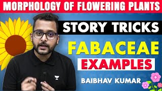 Story Tricks  Fabaceae Family  Examples  Morphology of Flowering Plants  Baibhav Sir [upl. by Annotahs]