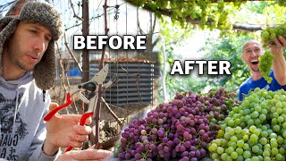 How to Prune Grapes for Trellis and Arbor Spur Prune and Cane Prune [upl. by Pinzler956]