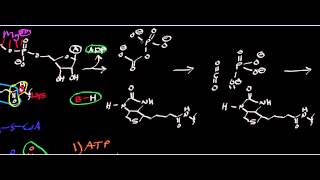 Biochemistry  AcetylSCoA Carboxylase Part 12  Biotin Carboxylation [upl. by Asnarepse428]