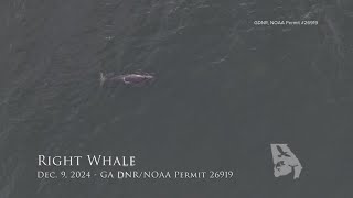 4 North Atlantic right whales spotted off Floridas coast Monday and Tuesday [upl. by Ardekan842]