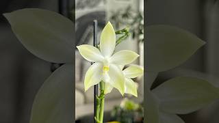 Phalaenopsis tetraspis green [upl. by Jody]