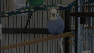 Budgie Frediano likes balsa wood 20230731 115137 [upl. by Marlow971]