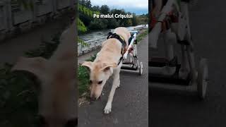 Mielopatia degenerativa canina  Pe malul Crisului l Mountain maniac doglover [upl. by Yelyak]