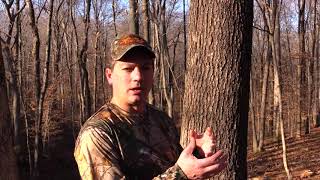 Tree ID  Oaks by their Bark [upl. by Phipps]