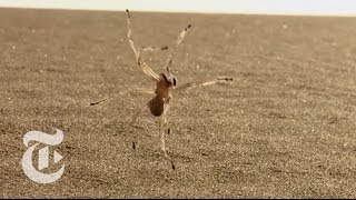 Tumbling Spider Newly Discovered Species Flips Out of Danger  ScienceTake  The New York Times [upl. by Lazare]