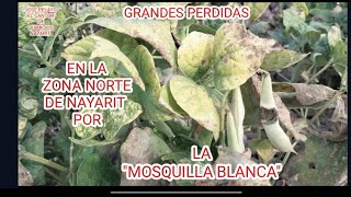 GRANDES PERDIDAS POR quotLA MOSQUILLA BLANCAquot EN LA ZONA NORTE DE NAYARIT EN LAS SIEMBRAS DE FRIJOL [upl. by Aday]