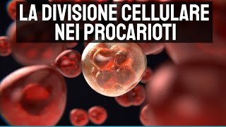 La divisione cellulare nei procarioti 🔬 [upl. by Freeland496]