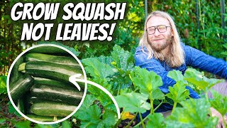 Growing ZUCCHINI Intensively At Home for Maximum Yield and Plant Health  StepbyStep Guide [upl. by Rooney692]