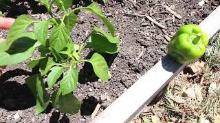 4 Ways to Speed Up Pepper Growth amp Fruiting [upl. by Namharludba]