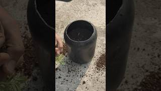 🔴Grow 🤯Marigold Plants Easily at Home StepbyStep Guide to Lush Bloomsorganicgardening shortsfeed [upl. by Romine511]