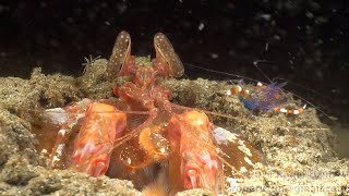 HDObservations  Lisas Mantis Shrimp 4K UHD [upl. by Stuckey]