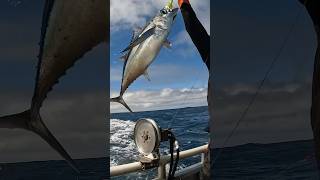 Albacore Tuna Fishing ROBBY’S HAT see video above yakventures tuna albacore [upl. by Willi]