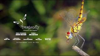 DRAGONFLY DOCUMENTARY TRAILER [upl. by Elirpa]