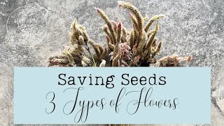 50 Saving Seeds from 3 Types of Flowers Heirloom Leaves and Seeds seedsaving savingseeds howto [upl. by Eidlog]