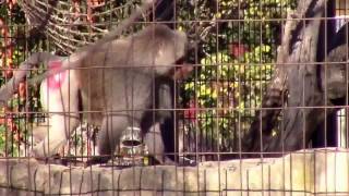 Loud Angry Male Baboon Making Noise [upl. by Penland]