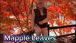 Mapple Leaves Autumn Japan Fukushima [upl. by Raimondo]