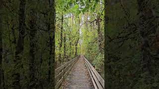 Ankeny Boardwalk oregon travel scenery nature trail forest asmr [upl. by Innej279]