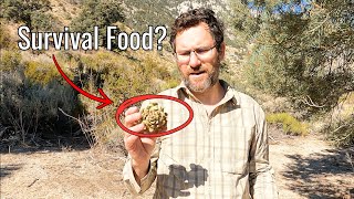 Harvesting Delicious Pinyon Pine Nuts In the Eastern Sierra [upl. by Torrlow]