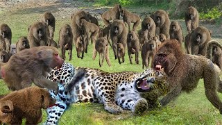 Baboon vs leopard crazy wild animal attack [upl. by Bramwell]