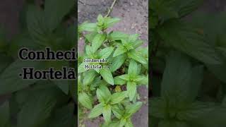 Hortelã pimenta Mentha piperita [upl. by Savdeep]