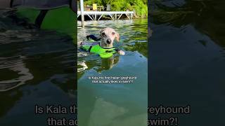 Is Kala the First Italian Greyhound That Likes To Swim [upl. by Reh]