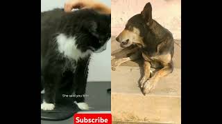 VIP cat vs Street Dog shorts youtubeshorts dogs dogs streetdog dog dogshorts GirlWithTheDogs [upl. by Yvette]