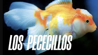 ¡ 2 LOS PECECILLOS DEL PANTANO  PIJAMADA [upl. by Four]