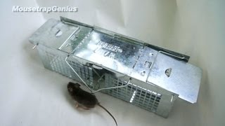 Slow Motion Havahart 1020 Mouse Cage Trap [upl. by Ziul]