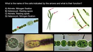 Akinets and Heterocysts [upl. by Tadeas]