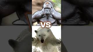 GORILLA vs POLAR BEAR shorts gorilla bear animals [upl. by Combs490]