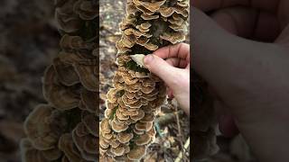 Mushroom ASMR Turkey Tail Trametes versicolor [upl. by Alikam]