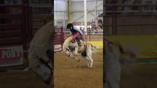 Bucking Horse rodeo horse farmlife [upl. by Griz252]