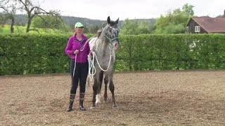 Loesdau Lessons Bodenarbeit mit Sabine Ellinger Teil 4 dritte Grundübung [upl. by Fulvia260]