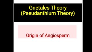 Gnetales theory or Pseudanthium theory  Origin of angiosperm [upl. by Mayhs881]